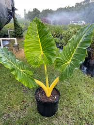 Attēlu rezultāti vaicājumam “Lycogala persicum macro”