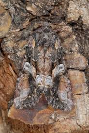 Attēlu rezultāti vaicājumam “Lacanobia contigua”