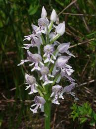 Attēlu rezultāti vaicājumam “Orchis militaris flower”