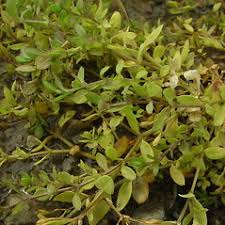 Attēlu rezultāti vaicājumam “Stellaria alsine”