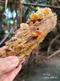 Attēlu rezultāti vaicājumam “Physarum virescens young”