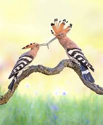 Attēlu rezultāti vaicājumam “Upupa epops adult”