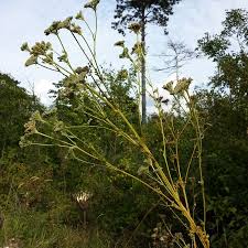 Attēlu rezultāti vaicājumam “Libanotis montana”