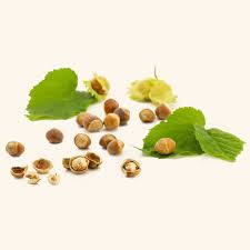 Attēlu rezultāti vaicājumam “Corylus avellana fruit”