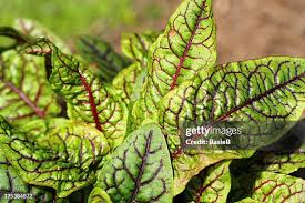 Attēlu rezultāti vaicājumam “Rumex acetosa leaf”