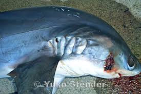 Image result for Alopias pelagicus