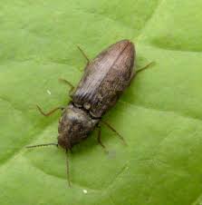 Attēlu rezultāti vaicājumam “Prosternon tessellatum”