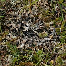 Attēlu rezultāti vaicājumam “Hypogymnia vittata”