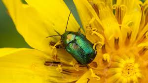 Attēlu rezultāti vaicājumam “Cryptocephalus aureolus, Cryptocephalus sericeus”