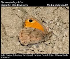 Attēlu rezultāti vaicājumam “Hyponephele lycaon”