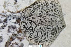 Image result for Himantura uarnak