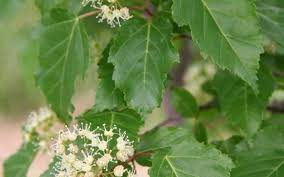 Attēlu rezultāti vaicājumam “Acer tataricum leaf”