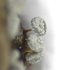 Attēlu rezultāti vaicājumam “Physarum luteolum spores”