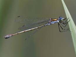 Attēlu rezultāti vaicājumam “Lestes sponsa”