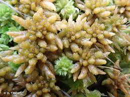 Attēlu rezultāti vaicājumam “Sphagnum papillosum”