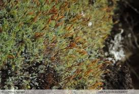 Attēlu rezultāti vaicājumam “Saelania glaucescens”