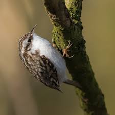 Attēlu rezultāti vaicājumam “Certhia familiaris”