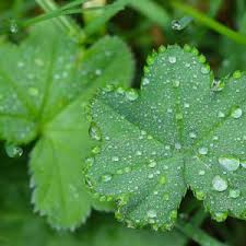 Attēlu rezultāti vaicājumam “Alchemilla vulgaris aggr. leaf”