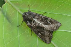 Attēlu rezultāti vaicājumam “Celaena leucostigma”