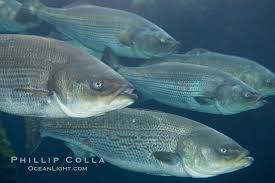 Image result for Morone saxatilis