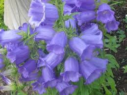 Image result for Campanula medium