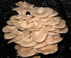 Attēlu rezultāti vaicājumam “Pleurotus ostreatus”