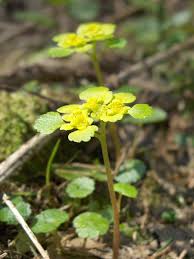 Attēlu rezultāti vaicājumam “Chrysosplenium alternifolium leaf”