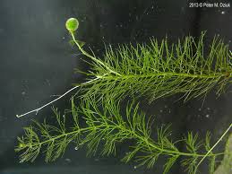 Attēlu rezultāti vaicājumam “Utricularia intermedia flower”