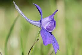 Attēlu rezultāti vaicājumam “Consolida regalis flower”