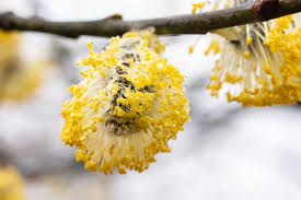 Attēlu rezultāti vaicājumam “Salix caprea male flower”