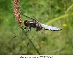 Attēlu rezultāti vaicājumam “Libellula depressa male”