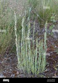 Attēlu rezultāti vaicājumam “Gnaphalium sylvaticum bud”