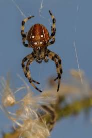 Attēlu rezultāti vaicājumam “Araneus quadratus”