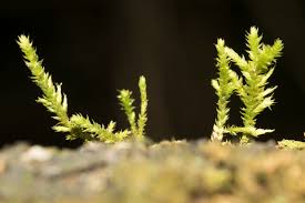 Attēlu rezultāti vaicājumam “Leskea polycarpa”