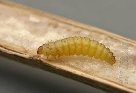 Attēlu rezultāti vaicājumam “Adaina microdactyla”