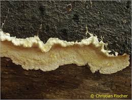 Attēlu rezultāti vaicājumam “Gloeoporus pannocinctus”