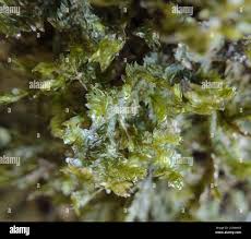 Attēlu rezultāti vaicājumam “Neckera crispa”