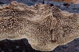 Attēlu rezultāti vaicājumam “Mycoacia fuscoatra”