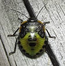 Attēlu rezultāti vaicājumam “Troilus luridus”