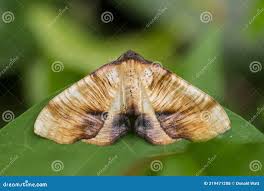 Attēlu rezultāti vaicājumam “Plagodis dolabraria”