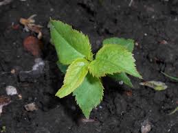 Attēlu rezultāti vaicājumam “Prunus domestica subsp. domestica leaf”