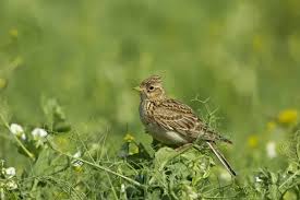 Attēlu rezultāti vaicājumam “Alauda arvensis adult”