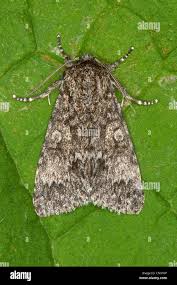 Attēlu rezultāti vaicājumam “Acronicta megacephala larva”