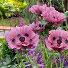 Attēlu rezultāti vaicājumam “Papaver orientale  flower”