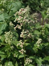 Attēlu rezultāti vaicājumam “Chenopodium acerifolium flower”