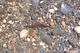 Attēlu rezultāti vaicājumam “Haemopis sanguisuga”