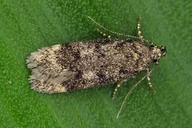 Attēlu rezultāti vaicājumam “Gelechia scotinella”