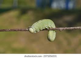 Attēlu rezultāti vaicājumam “Cimbex femoratus larva”