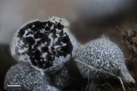 Attēlu rezultāti vaicājumam “Craterium aureonucleatum spores”