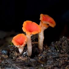 Attēlu rezultāti vaicājumam “Microstoma protracta”